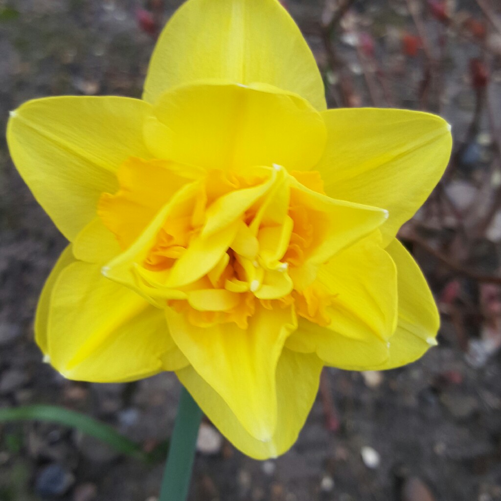 Plant image Narcissus 'Maximus Superbus'