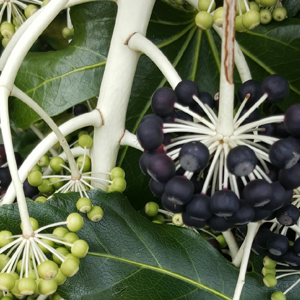 Fatsia japonica  syn. Aralia japonica
