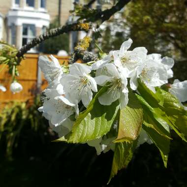Prunus