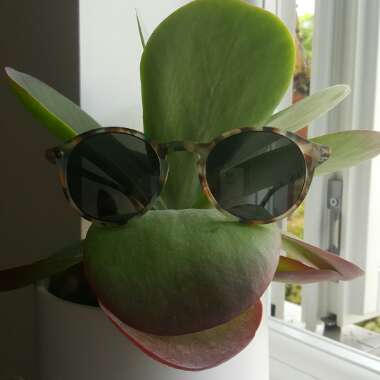 Kalanchoe Thyrsiflora
