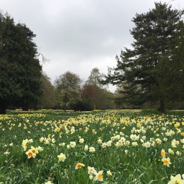 Narcissus