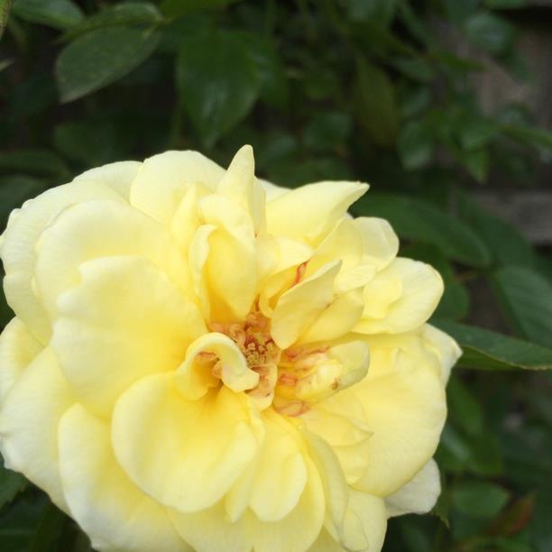 Plant image Rosa 'Lions-Rose'