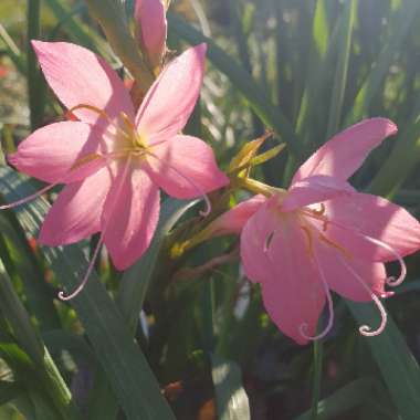 Hesperantha coccinea  syn. Schizostylis coccinea