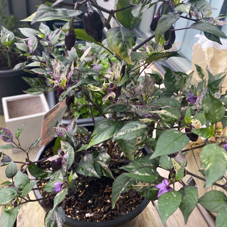 Plant image Capsicum Annuum 'Purple Tiger'