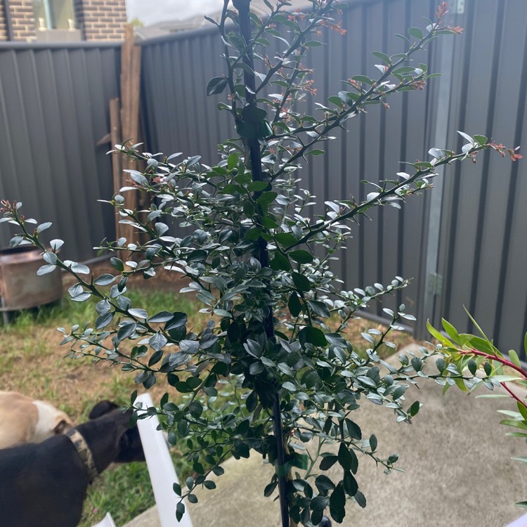 plant image 1554830