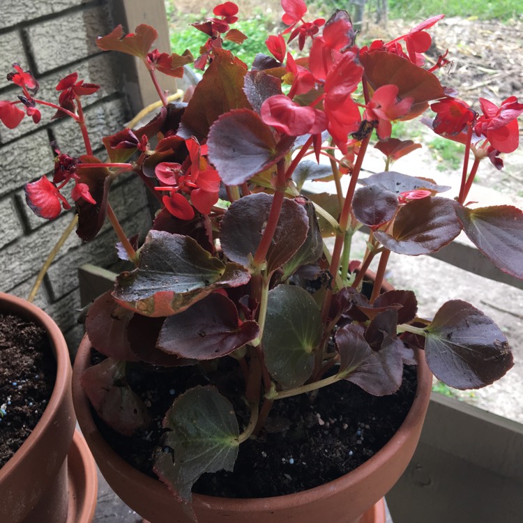 plant image 1016652