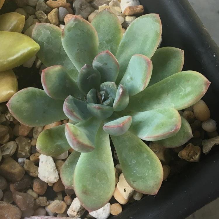 Plant image x Pachyveria Claire