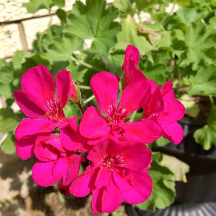 plant image 1052045