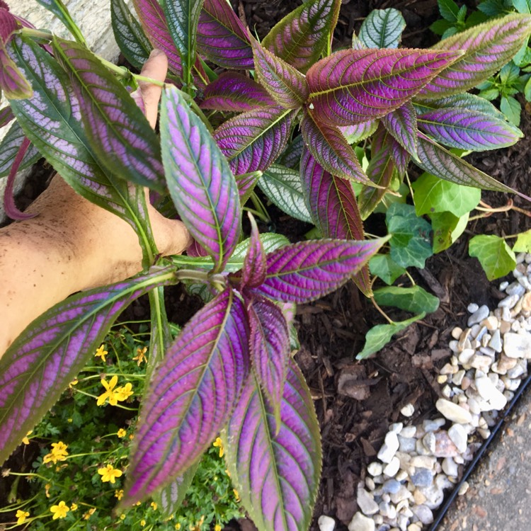 plant image 1078071
