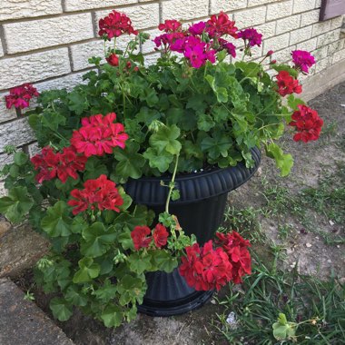 Geranium