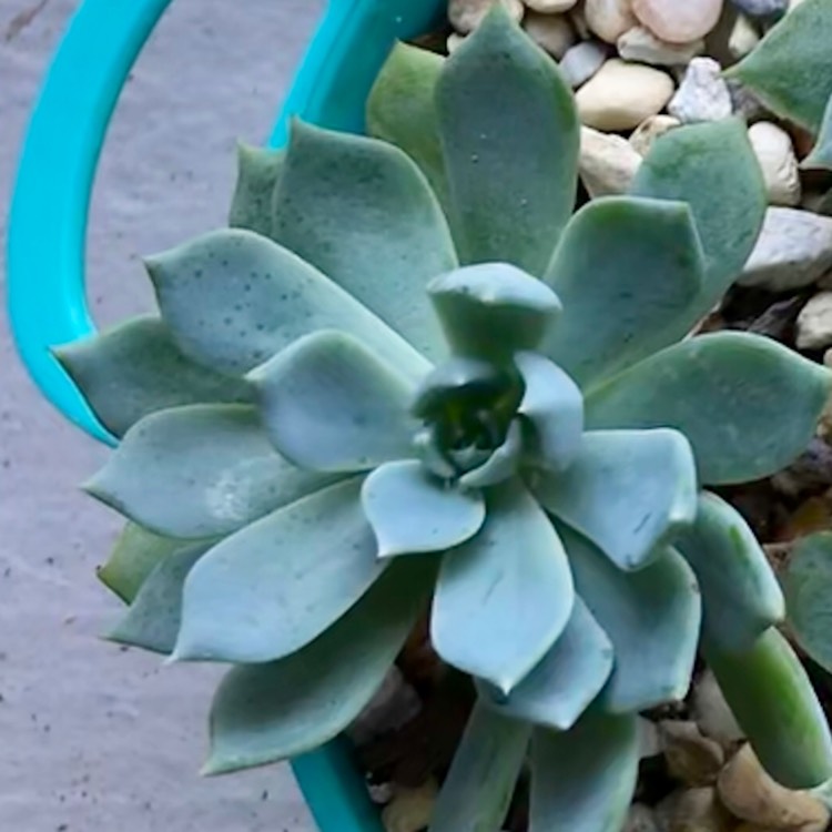 Plant image Echeveria Blue Prince
