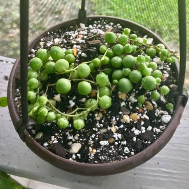 Senecio rowleyanus