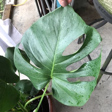 Monstera deliciosa