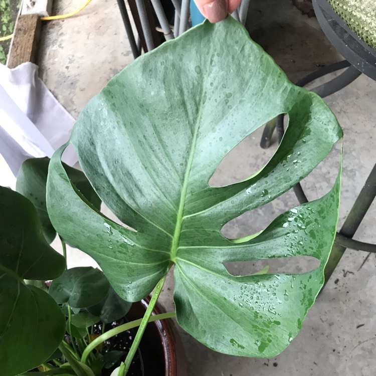 plant image 1148835