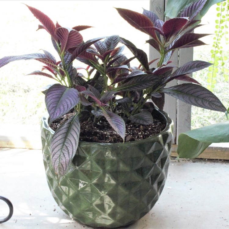 plant image 1156258