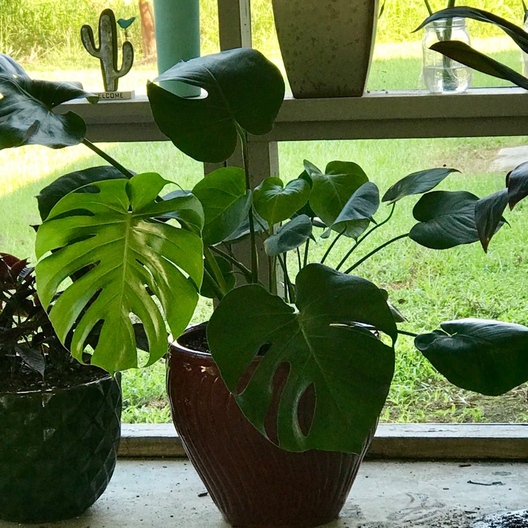 plant image 1161272