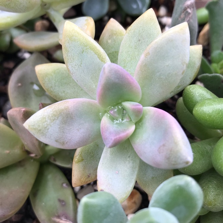 Plant image x Pachyveria Dr Cornelius