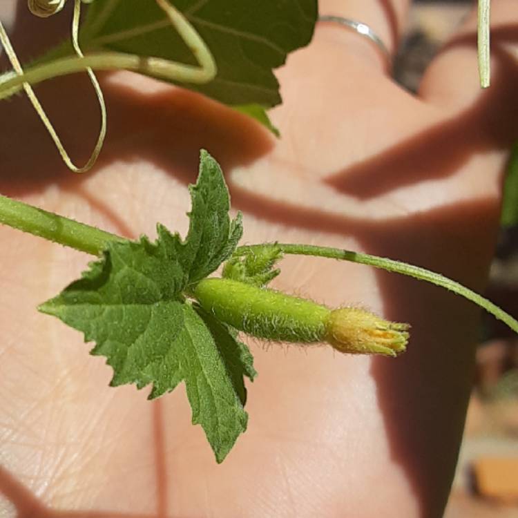 plant image 1162405
