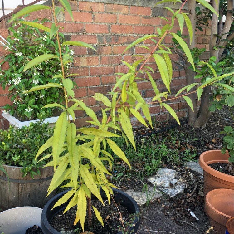Plant image Prunus persica 'Saturn'