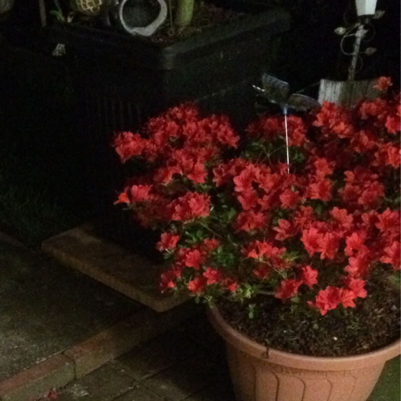 plant image 101297