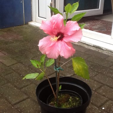 Pauline's garden