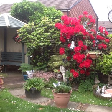 Pauline's garden