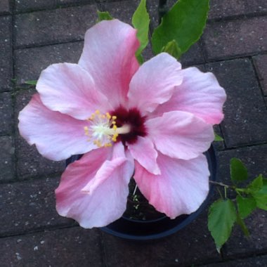 Pauline's garden
