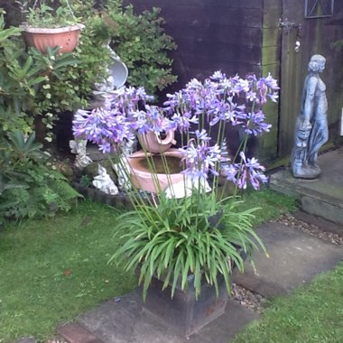 Pauline's garden