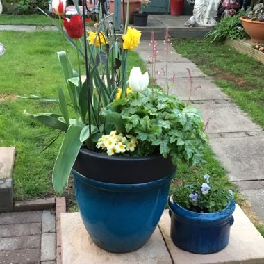 Pauline's garden