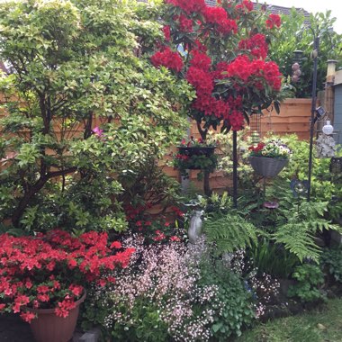 Pauline's garden