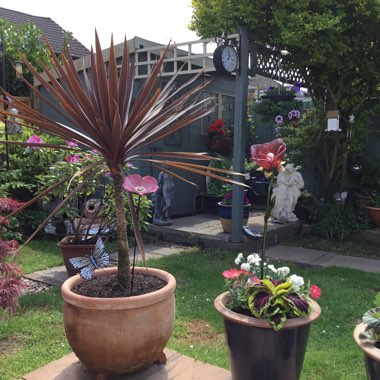 Pauline's garden