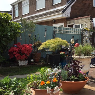 Pauline's garden