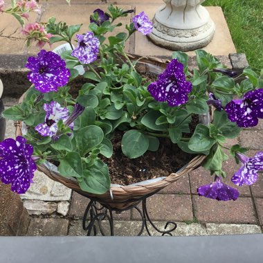 Pauline's garden