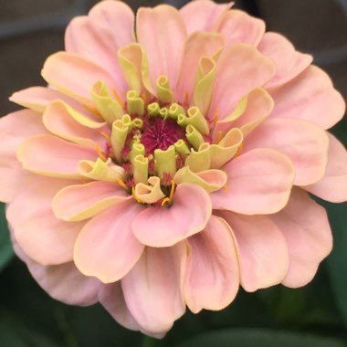 Zinnia elegans