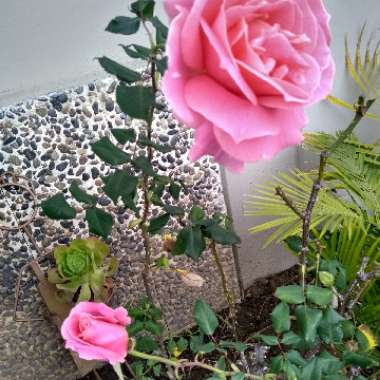 Kate's garden