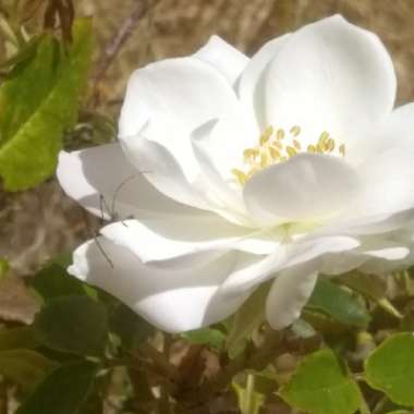 Rose (Shrub)