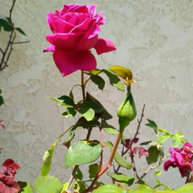 Kate's garden