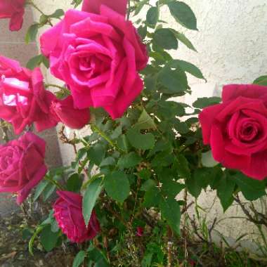 Rose (Old)