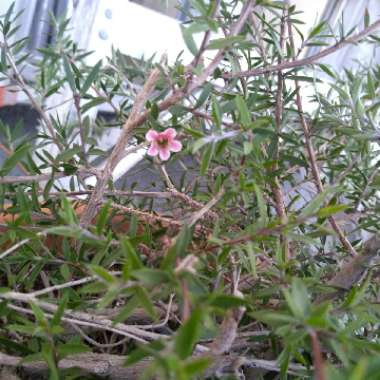 New Zealand Tea Tree