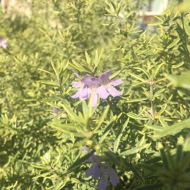 Kate's garden