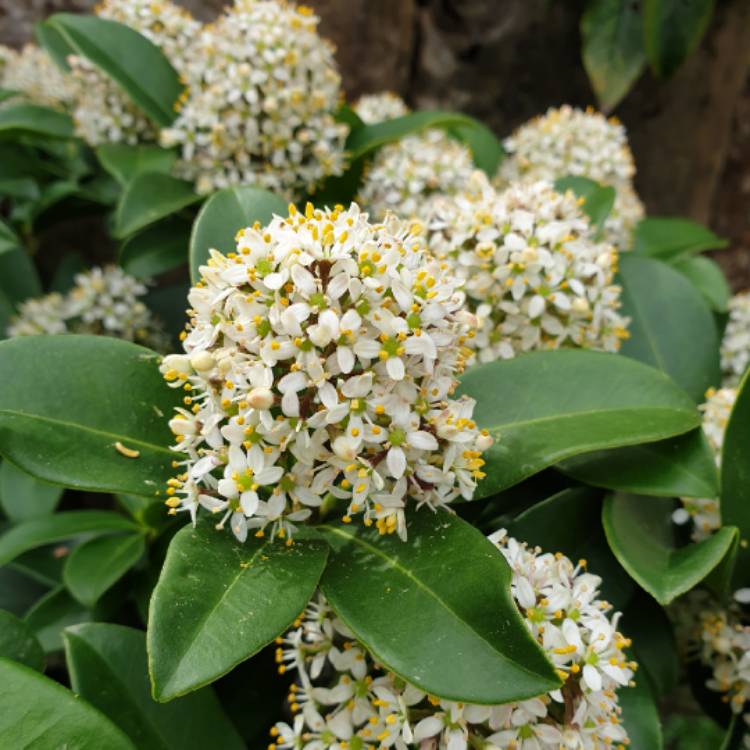 Skimmia japonica 'Fragrans' syn. Skimmia japonica 'Fragrant Cloud ...