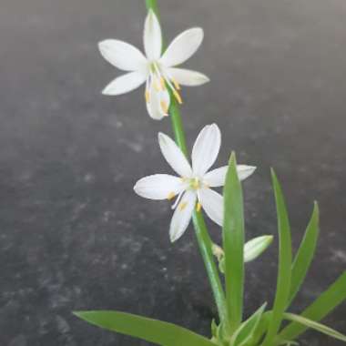 Chlorophytum