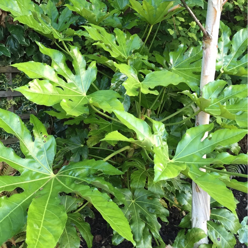 plant image 149207