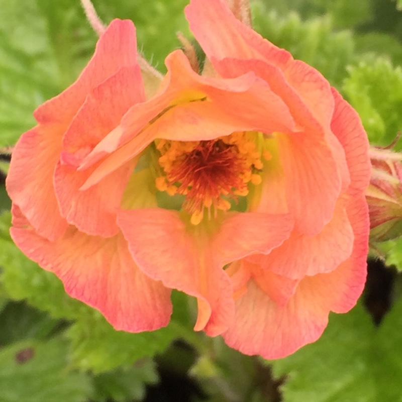 Plant image Geum 'Tequila Sunrise'