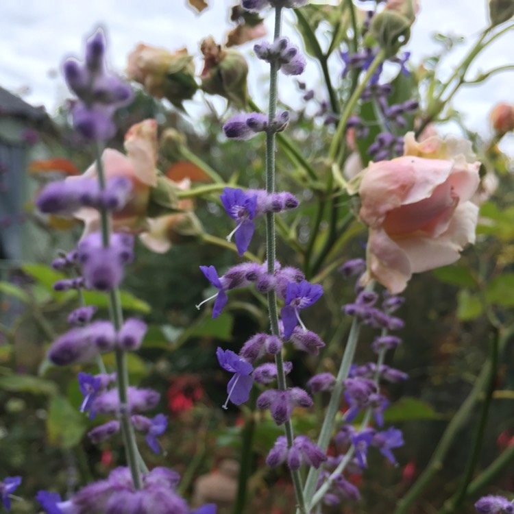 Plant image Salvia 'Blue Spire' syn. Perovskia 'Blue Spire'