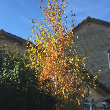 Betula utilis 'Jacquemontii'