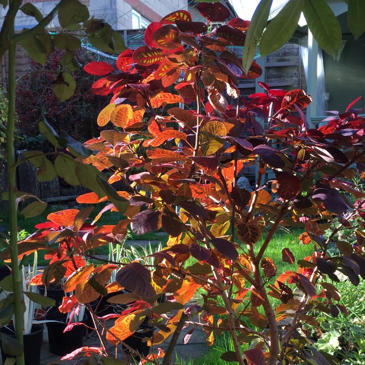 Plant image Cotinus coggygria 'Royal Purple'