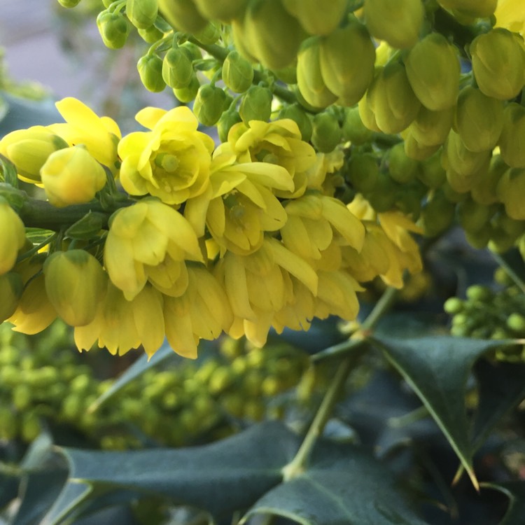 Plant image Mahonia x media 'Winter Sun' syn.Mahonia x wagneri 'Winter Sun'