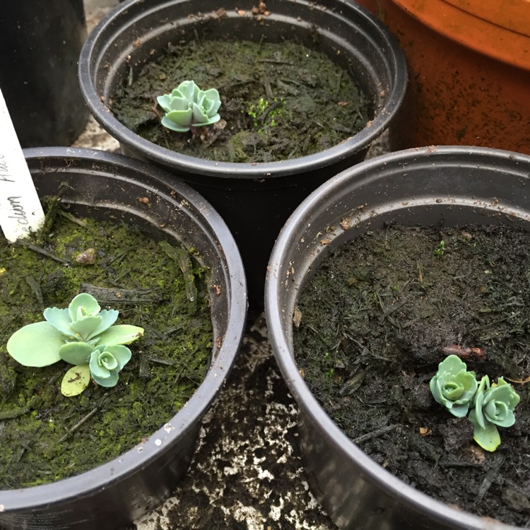 plant image 304472