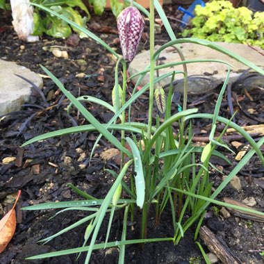 Fritillaria meleagris